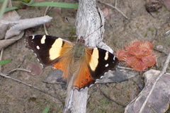 Vanessa itea