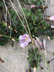 Calystegia soldanella