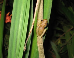 Scinax elaeochroa