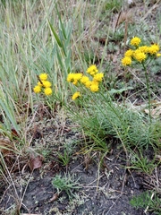 Galatella linosyris