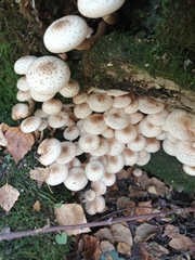Armillaria borealis