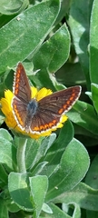 Aricia agestis