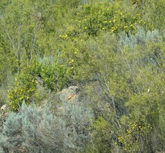 Osteospermum moniliferum