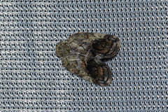 Ricaniidae