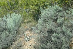 Dicerothamnus rhinocerotis