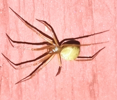 Enoplognatha ovata