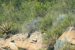 Aloe ferox