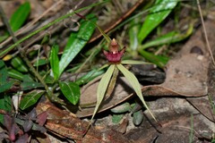 Caladenia australis
