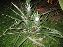 Ananas comosus image