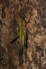 Duronia chloronota