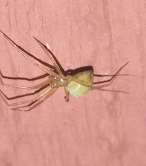 Enoplognatha ovata