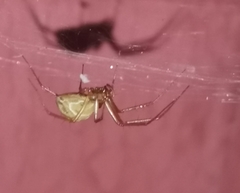 Enoplognatha ovata