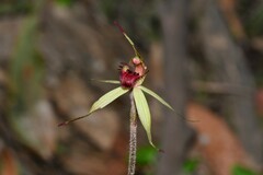 Caladenia australis