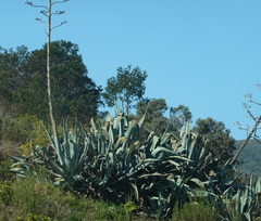 Agave americana