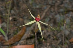 Caladenia australis