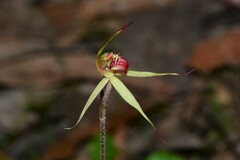 Caladenia australis