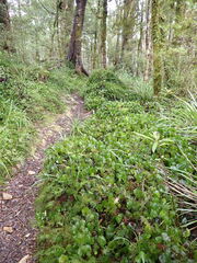 Hymenophyllum nephrophyllum