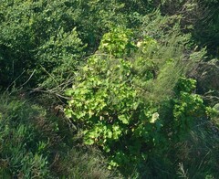 Pelargonium zonale