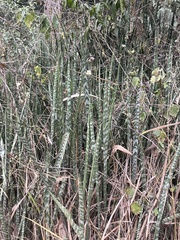 Sansevieria trifasciata