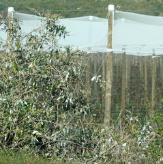 Tarchonanthus littoralis