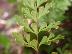 Lindsaea trichomanoides
