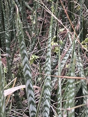 Sansevieria trifasciata