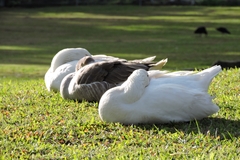 Anser anser domesticus