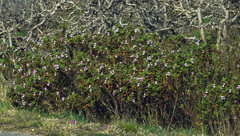 Pelargonium panduriforme