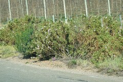 Pelargonium panduriforme