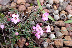 Euryomyrtus ramosissima