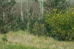 Osteospermum moniliferum
