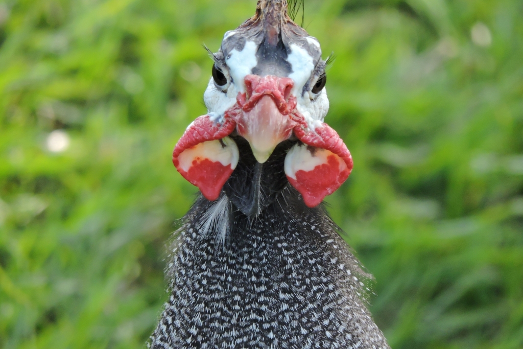 Helmeted Guineafowl