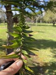 Araucaria