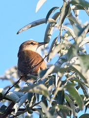 Acrocephalus arundinaceus