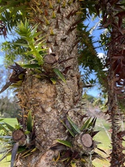 Araucaria