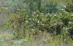Pelargonium panduriforme