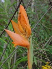 Dichromanthus aurantiacus