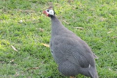 Numida meleagris domesticus