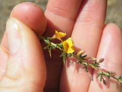 Stylosanthes