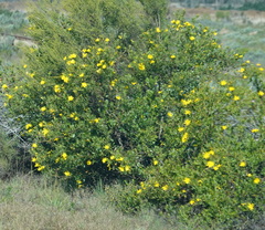 Osteospermum moniliferum