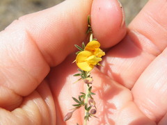 Stylosanthes