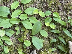 Hydrangea viburnoides