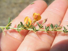 Stylosanthes