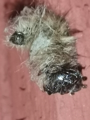 Acronicta leporina