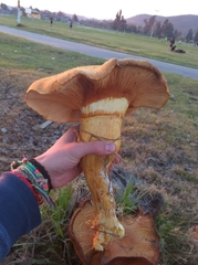 Gymnopilus junonius