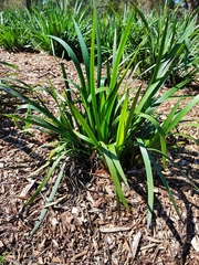 Asparagales