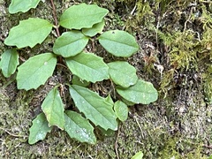 Hydrangea viburnoides