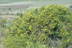 Osteospermum moniliferum