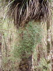 Dendrobium cunninghamii