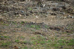 Acanthiza chrysorrhoa